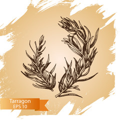 Vector background sketch Tarragon.