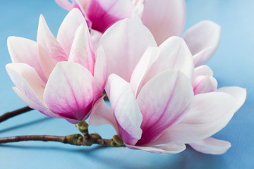Magnolia pink flowers on blue wooden background close up