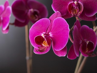 Orchidea orchid flower