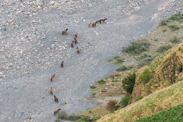 Horses Going To The Mountain River Terek In Darial Gorge, Kazbegi