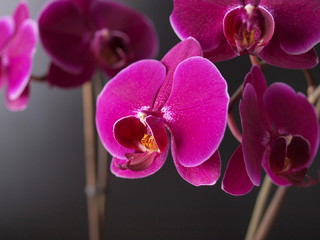 Orchidea orchid flower