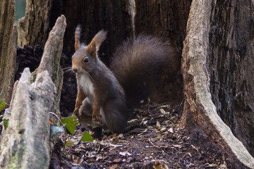scogliattolo curioso