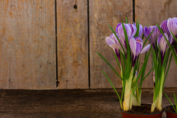 Violet crocus flowers growing in pots on wooden planks background with copy space