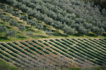  plowed fields with vineyards and olive trees    