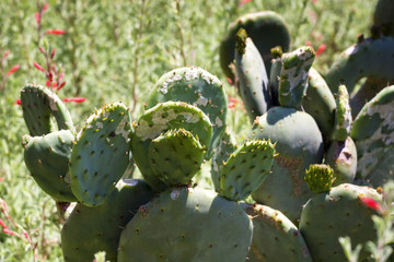 Cactus Nature green background