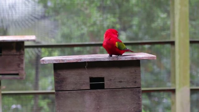 Chattering Lory