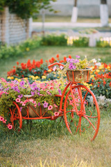 Fototapeta na wymiar Decorative Vintage Model Old Bicycle Equipped Basket Flowers Garden. Toned Photo.