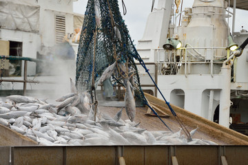冷凍の鰹　船おろし作業　鰹節