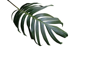 Monstera, philodendron tropical leaf isolated on white background, clipping path included. © Chansom Pantip