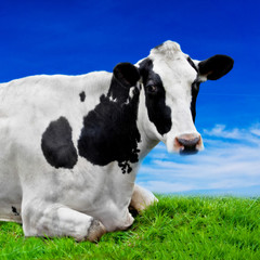 Obraz na płótnie Canvas cows on meadow