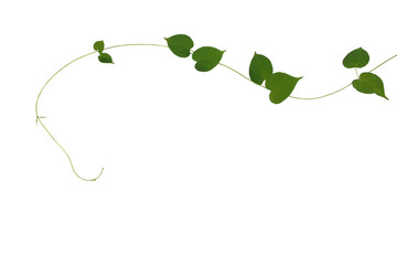 Heart shaped green leaves climbing vine isolated on white background, clipping path included. Cowslip creeper, medicinal plant.