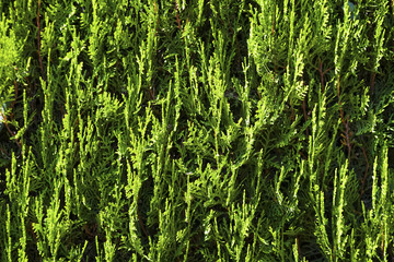 Wall from an evergreen thuja.
