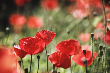 Fototapeta premium poppy field
