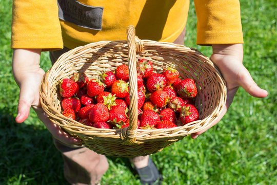 strawberry basket holding in hands