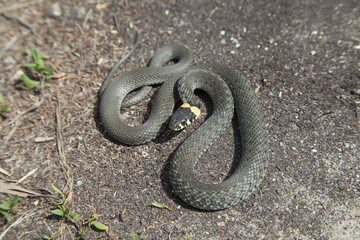 Grass-snake