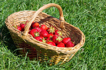 Fototapeta na wymiar basket of red strawberries on the grass