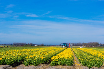 Fototapeta na wymiar Tulip colorful blossom flowers cultivation field in spring. Keukenhof, Holland or Netherlands, Europe