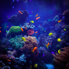Plakat underwater background. Underwater scene. Underwater world. Underwater life landscape