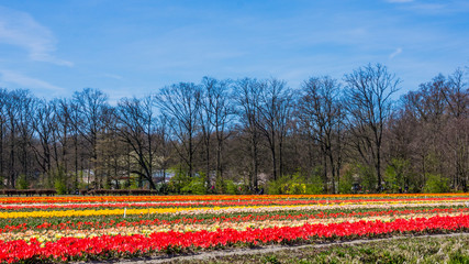 Tulip colorful blossom flowers cultivation field in spring. Keukenhof, Holland or Netherlands, Europe