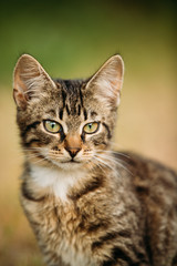 Naklejka na ściany i meble Portrait Of Small Cute Tabby Gray Cat Kitten At Blurred Green Grass