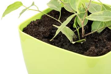 Young ficus benjamin in a flower pot closeup