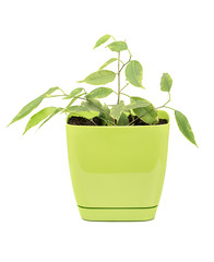 Young ficus benjamin in a flowerpot isolated on a white background