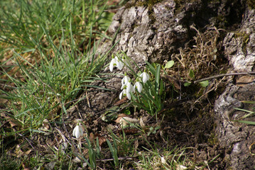 Schneeglöckchen 041