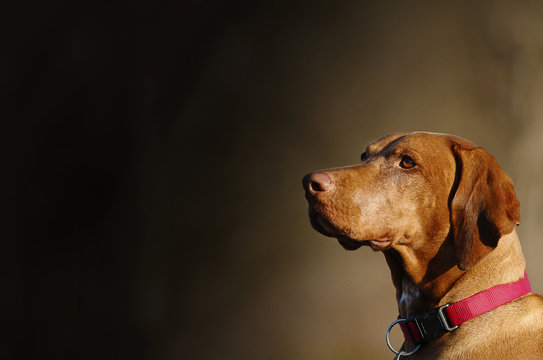 Vizsla, Hungarian pointer dog