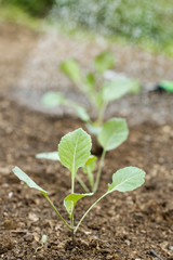 Closeup of newly planted broccoli seedlings
