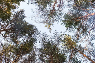 Trunks of pine trees with branches and green needles in the forest view from below to the sky