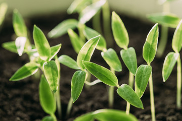 Young Sprouts With Green Leaf Or Leaves Growing From Soil. Spring