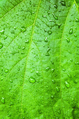 Water drops on green grape leaves. Natural background of fresh green leaf closeup.