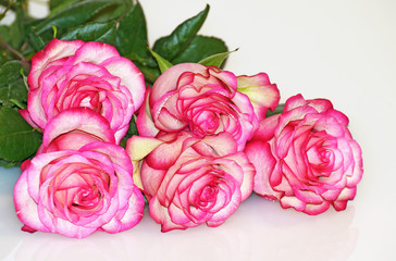 Rose flower is a symbol of beauty.