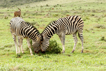 Fototapeta na wymiar Zebra rubbing their heads against each other