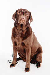 A dog sits on a white background with a collar