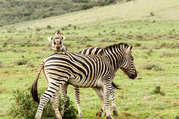 Zebra looking and laughing at the camera
