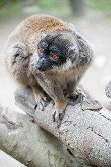 a close up side view shot of a lemur 