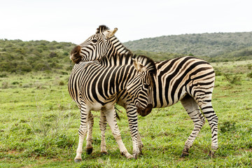 Fototapeta na wymiar Zebras rubbing shoulders and showing affection