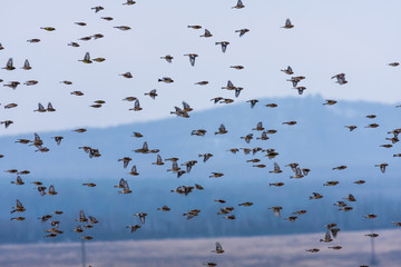 Group of goldfinch flying at winter