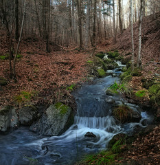 Forest Brook Trout with Moss Rocks and Trees
