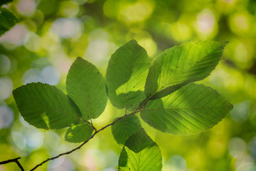 Fototapeta na wymiar Close up of hornbeam leaves