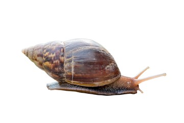 Garden snail isolated on white background