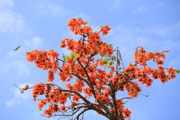 Butea monosperma flower blooming on tree with sky background.