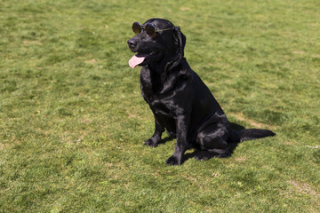 Happy beautiful black labrador with his tongue hanging out over green background. He is wearing hipster sunglasses
