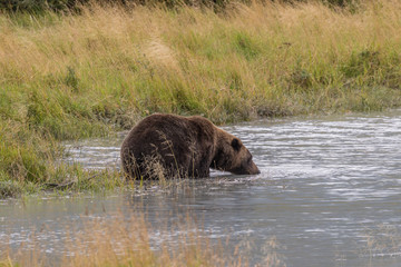 Brown Bear