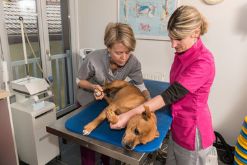 L'ostéopathie s'applique aussi sur les animaux domestiques c'est une approche thérapeutique non conventionnelle - obrazy, fototapety, plakaty