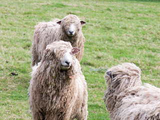 Sheeps Locking Eye