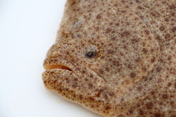 Poisson Barbue frais 