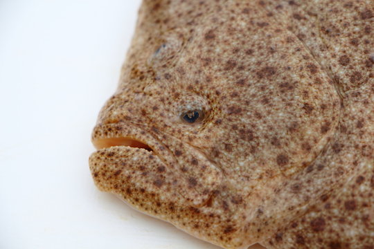 Poisson Barbue frais 