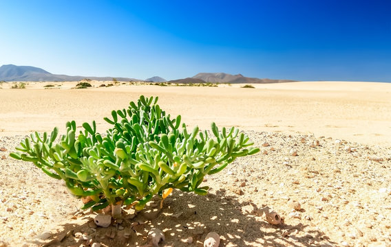 Farbtupfer, gr&uuml;ne Pflanze in der wundersch&ouml;nen D&uuml;nenlandschaft Parque Natural de Corralejo auf Fuerteventura 